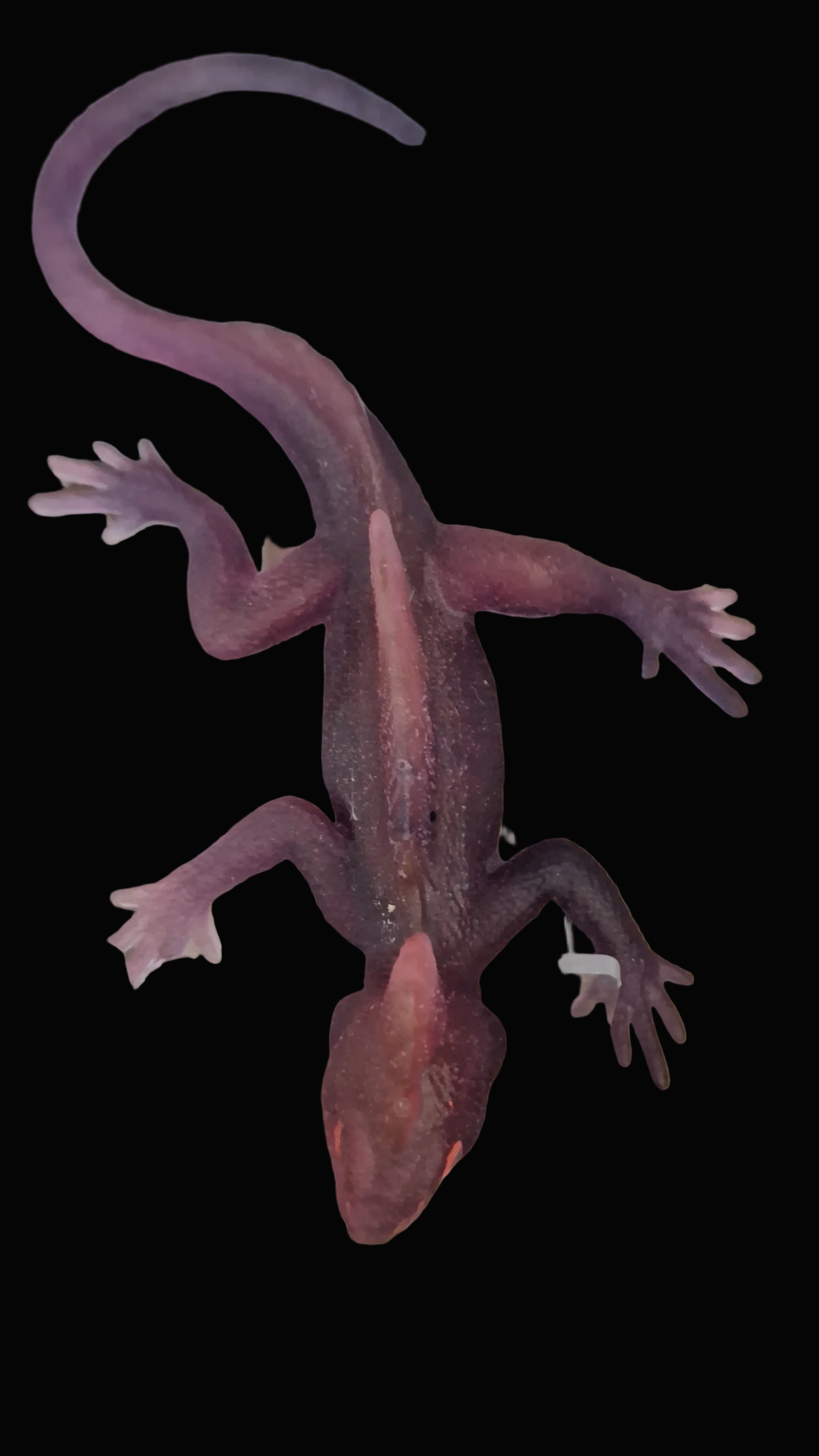 Baby Red & Purple Resin Lizard